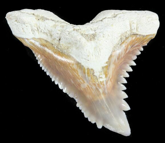 Golden, Fossil Hemipristis Tooth - Summerville, SC #47800